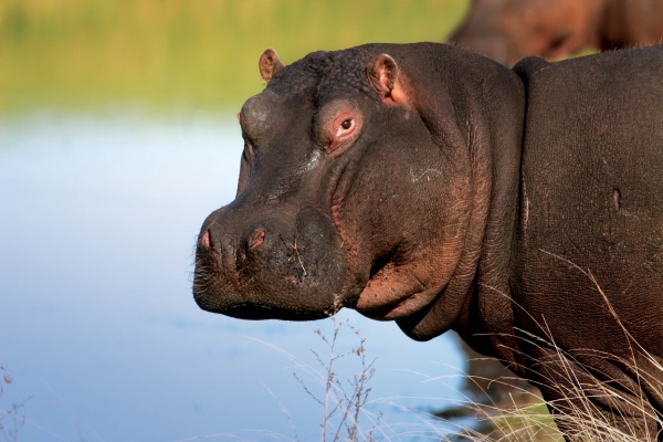 Kichaka Luxury Game Lodge Hippo