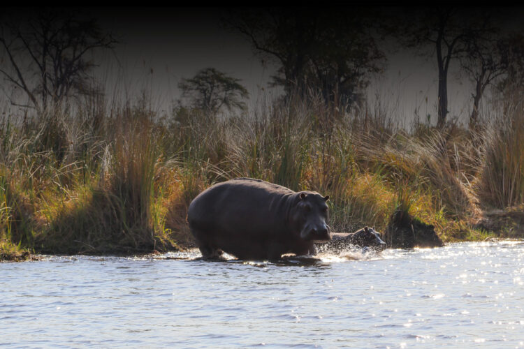 Lianshulu Lodge Hippos