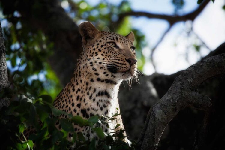 Londolozi Tree Camp Leopard