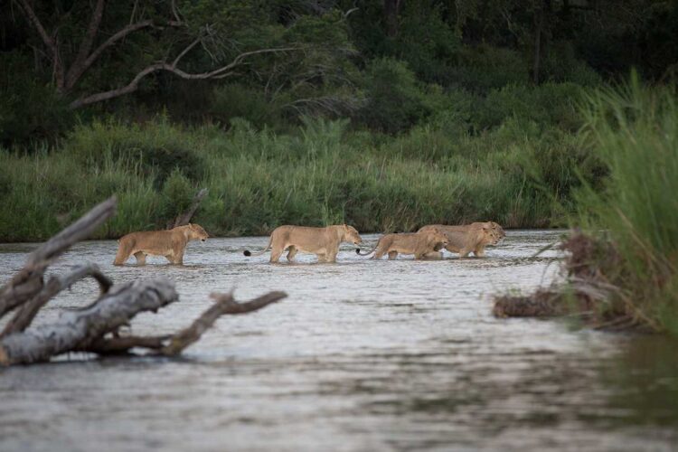 Londolozi Varty Camp Löwen