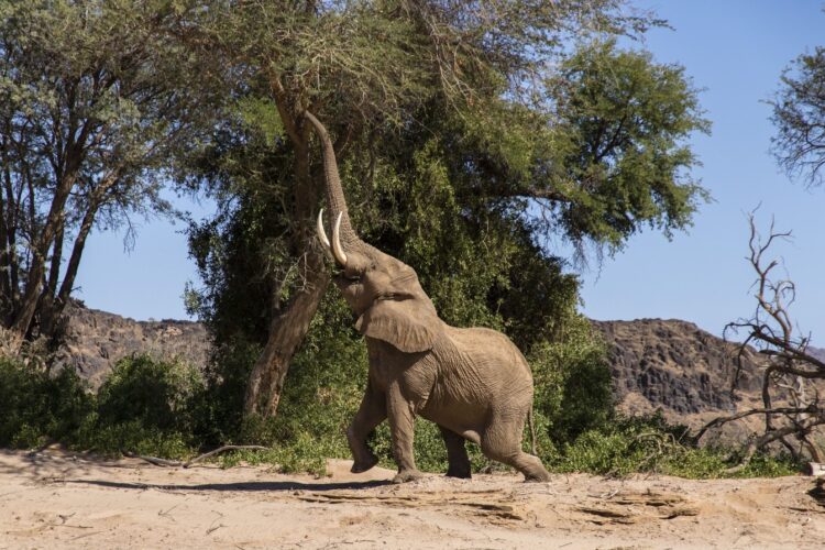 Mowani Mountain Camp Wüstenelefant