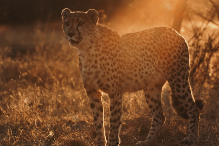 Okonjima Bush Camp Gepard