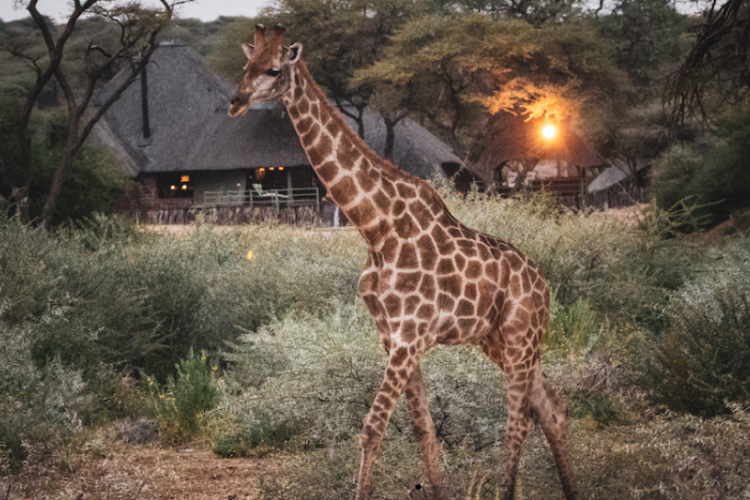 Okonjima Plains Camp Namibia