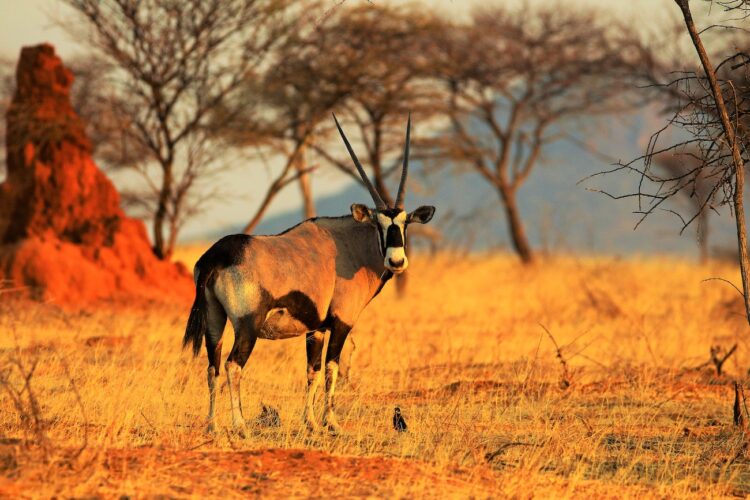 Okonjima Plains Camp Oryx Antilope