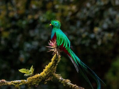 Los Quetzales Nationalpark Costa Rica