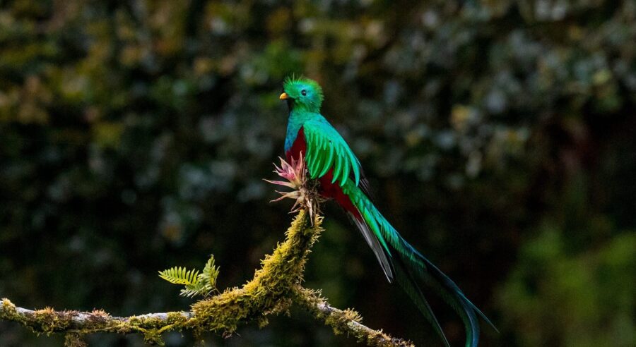 Los Quetzales Nationalpark Costa Rica
