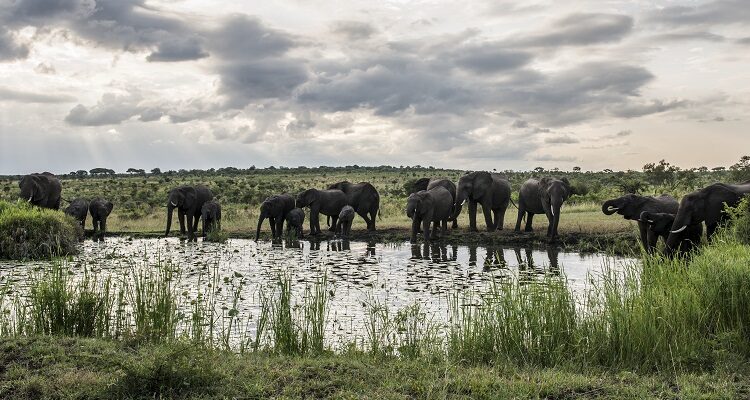 Savanna Private Game Reserve Elefanten