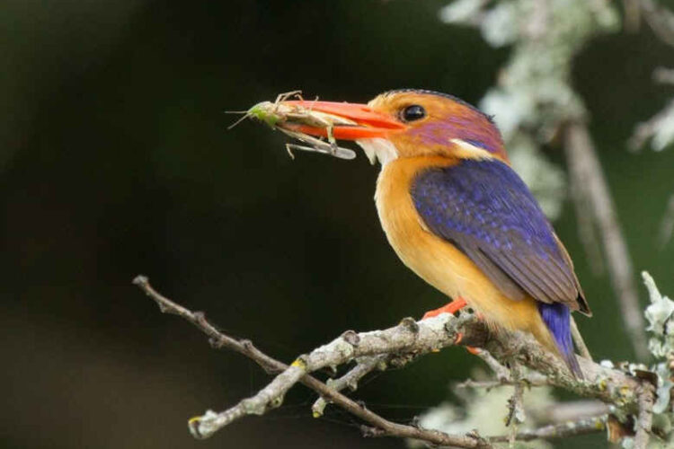 Sibuya River Camp Bird Watching