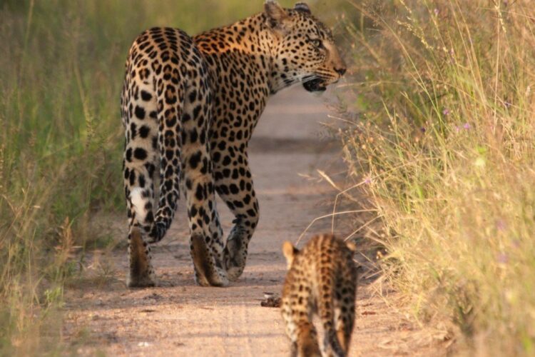 Singita Lebombo Lodge Pirschfahrt