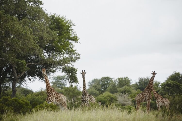 Singita Sweni Lodge Safari