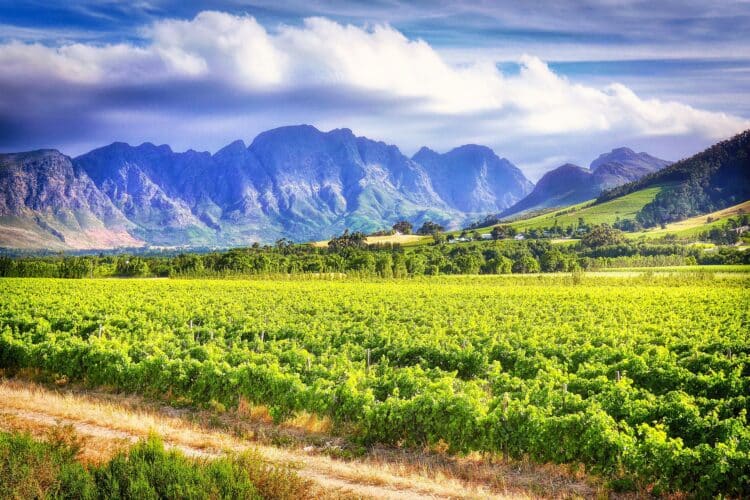 Cape Winelands mit Travel Lounge entdecken