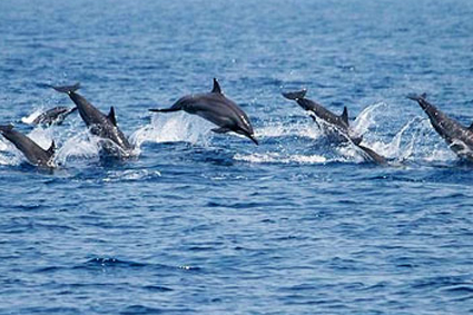 Supertubes Guest House Dolphin Watching