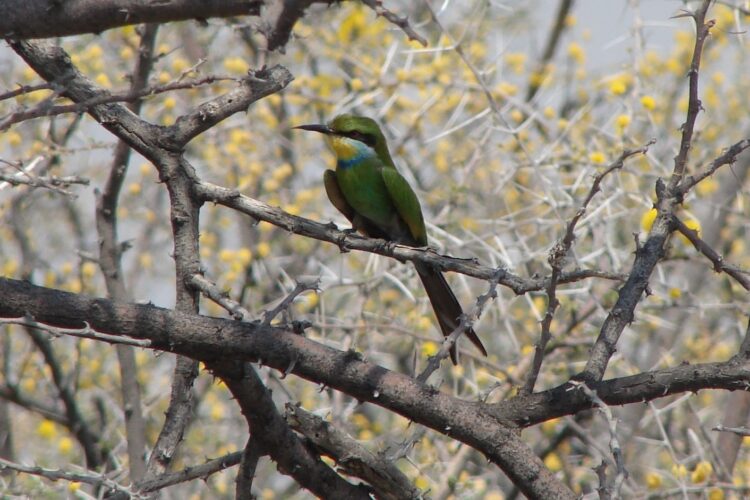 Acra Retreat Mountain View Lodge Bird Watching