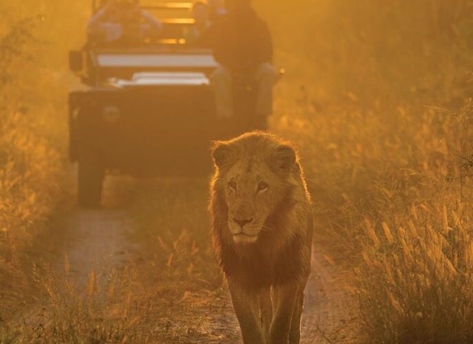 Lion Sands Tinga Lodge Pirschfahrt