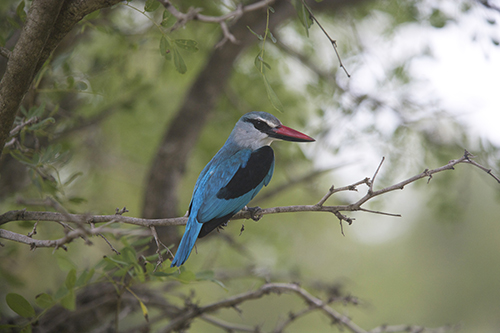 Tintswalo Safari Lodge Bird Watching