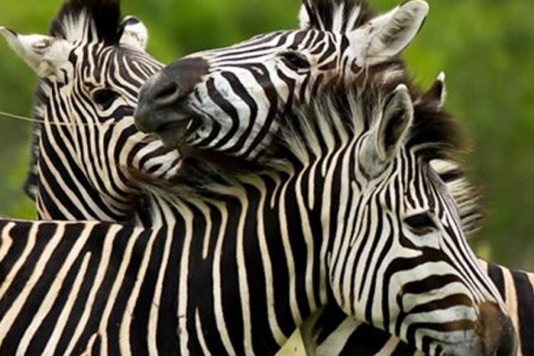 Ulusaba Rock Lodge Zebras
