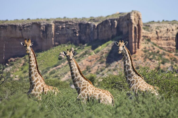 Vingerklip Lodge Giraffen