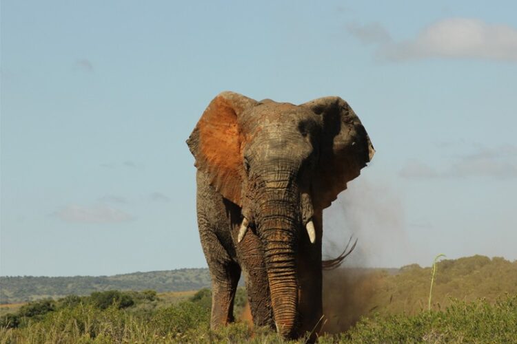 Hlosi Game Lodge Elefant