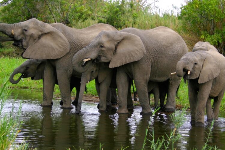 Ulusaba Safari Lodge Elefanten