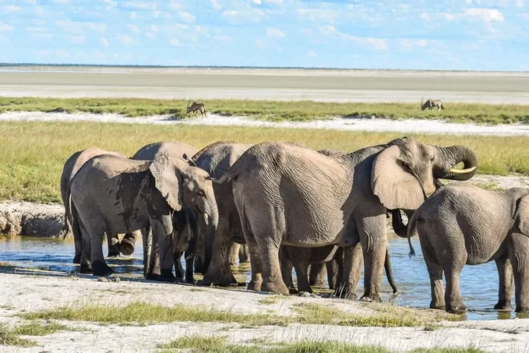 Mokuti Etosha Lodge Elefanten im Etosha Nationalpark