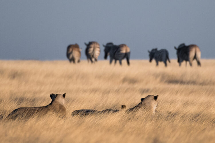 Onguma The Fort Etosha Nationalpark Pirschfahrt