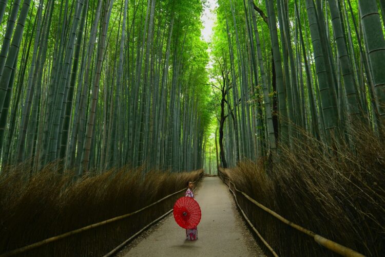 Arashiyama Bambuswald 
