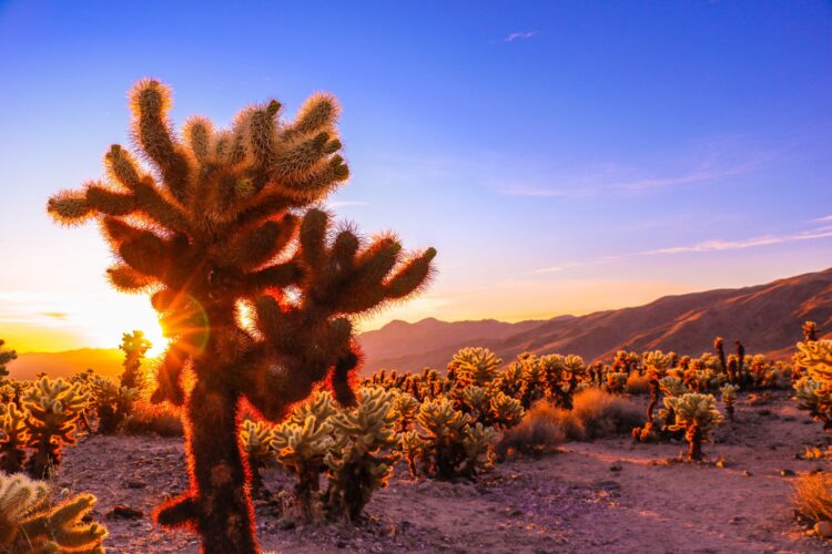 Mojave Wüste