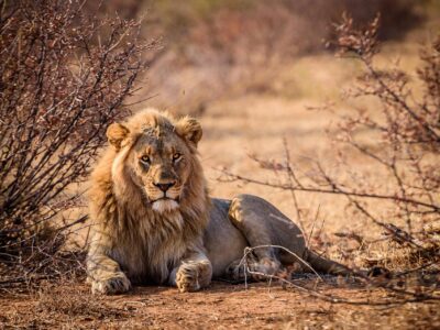 Eastern Cape Tier Reservate mit Travel Lounge entdecken