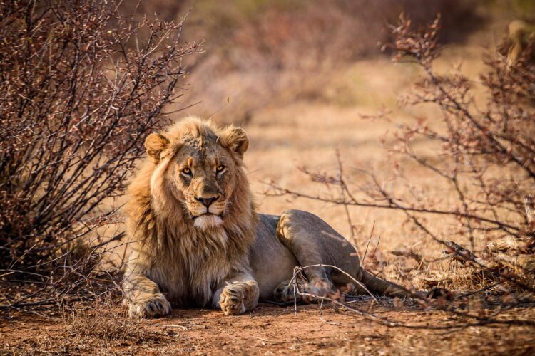 Eastern Cape Tier Reservate mit Travel Lounge entdecken