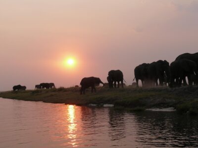 Chobe Nationalpark mit Travel Lounge entdecken