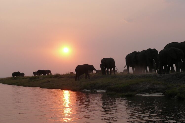 Chobe Nationalpark mit Travel Lounge entdecken