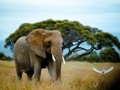 Elefant Serengeti_4-H