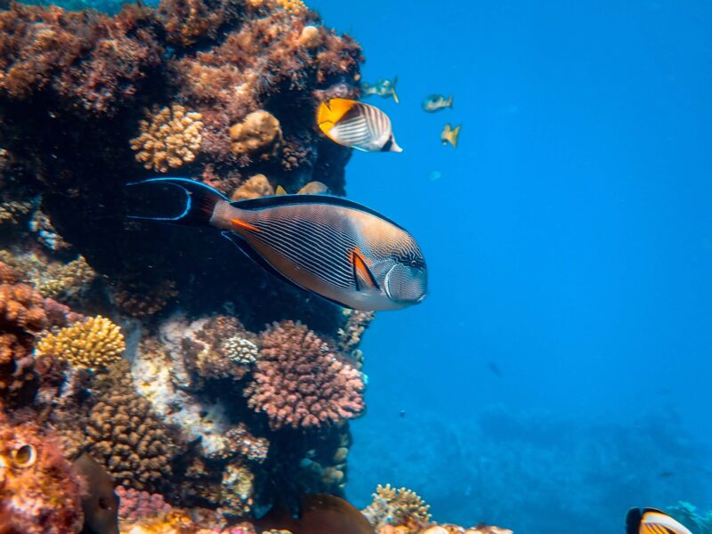 Unterkünfte mit Hausriff bei Travel Lounge finden